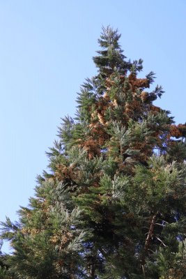 Sequiadendron giganteum - sekvojovec obrovský - celek v květu